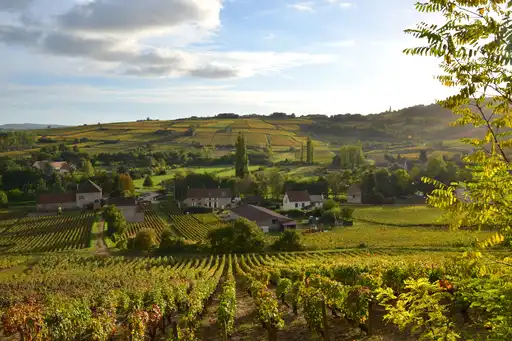 burgund-rundreise-landschaft-weinberge