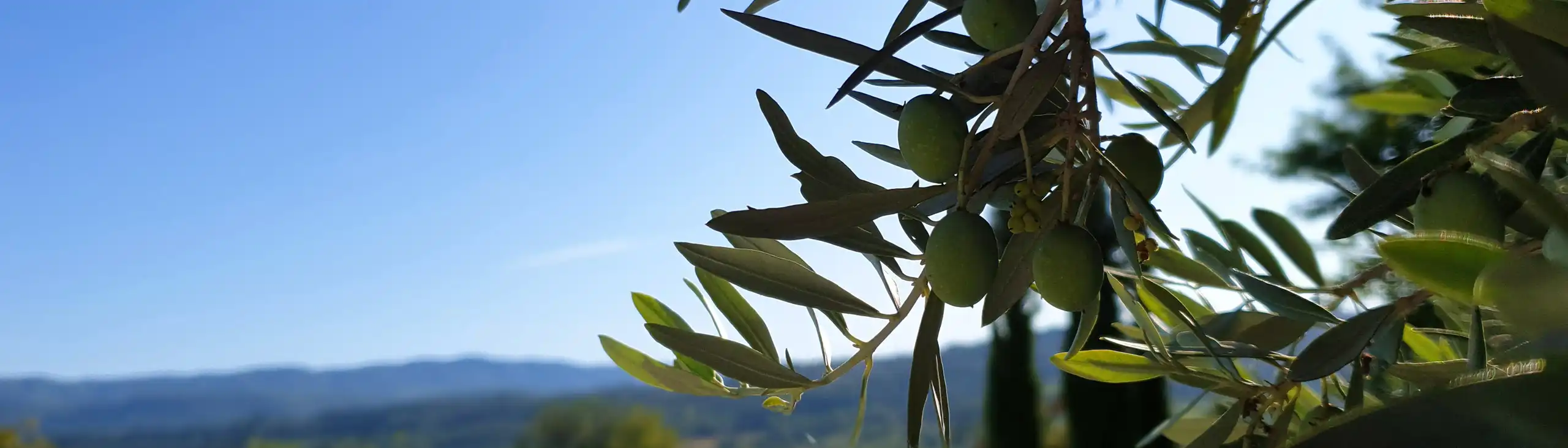 provence-unterkunft-pool-olive