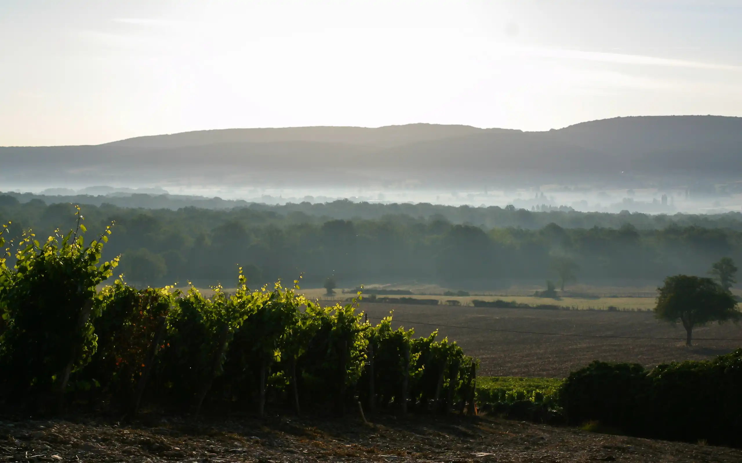 burgund-landschaft-nebel