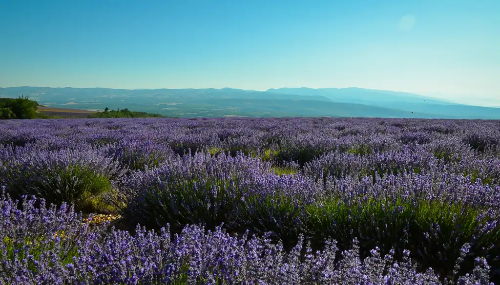 provence-landschaft-lavendel